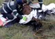 FOTO VIDEO| Vițel salvat dintr-o groapă cu păcură