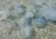 VIDEO| Invazie de meduze pe litoral