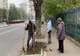 Plantări masive de arbori în Constanța