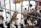 Niciun câine eutanasiat la Serviciul de Gestionare a Animalelor Abandonate din Constanța