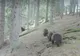 Trei urși filmați în timp ce merg în "șir indian" într-o pădure din Parcul Național Călimani VIDEO 
