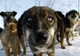 Recensământul câinilor fără stăpân. Parteneriat între Primăria Municipiului Constanța și Animal Society