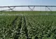 Asociația Producătorilor Agricoli din Dobrogea solicită suplimentarea fondurilor pentru sistemul de irigații