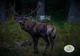 Pădurar ucis în timpul unei acţiuni de braconaj cinegetic pe care ar fi organizat-o alături de alţi trei bărbaţi