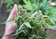 Cultură de cannabis descoperită de polițiștii din Constanța