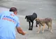 Campanie de srerilizare gratuită a animalelor de rasă comună