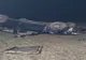 FOTO Accident teribil în Tulcea. Un mort și doi răniți după ce o mașină s-a răsturnat