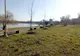240 de arbori plantați în Constanța