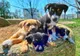 Peste 200 de căței își caută  o familie.  Cum poți adopta un cățel de la adăpostul de animale din Constanța