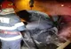 Mașină cuprinsa de flăcări, panică la Cazino