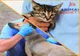 Animal Society, campanie de sterilizare gratuită pentru animalele din rasa comună 