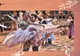 „Dance Crossing County,” ansamblul care a cucerit Europa, spectacole în  județul Constanța