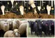 APIA: Sprijin financiar de peste 26 milioane de lei pentru crescătorii de animale
