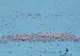 FOTO Sute de păsări flamingo la Jurilovca