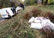 Hoți de cereale prinși în flagrant