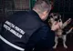 Căini abandonați în Năvodari. Poliția îi caută pe făptași