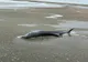 VIDEO Un delfin a fost găsit mort pe plaja din Eforie