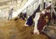 APIA: "Sprijin financiar de peste 16,6 milioane lei pentru crescătorii de animale"