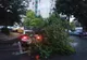 FOTO Probleme în Constanța, din cauza copacilor rupți de vântul puternic