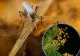 INSP: 2 cazuri de infecție cu virusul West Nile, confirmate în județul Constanța în 2026