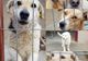 Vești bune pentru iubitorii de animale: peste 650 de câini comunitari și-au găsit un cămin