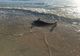 Tot mai mulți delfini MORȚI aduși de valuri pe plajele din România - Semnal de alarmă tras de biologi