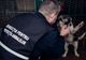 Căini abandonați în Năvodari. Poliția îi caută pe făptași