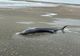 VIDEO Un delfin a fost găsit mort pe plaja din Eforie